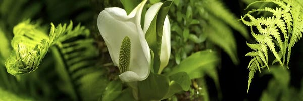 Close-up of flowers & leaves