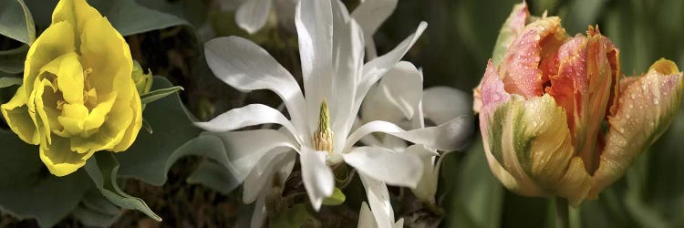 Open blossom flowers