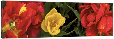 Close-up of red and yellow tulips Canvas Art Print - Tulip Art