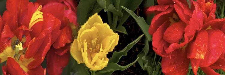 Close-up of red and yellow tulips