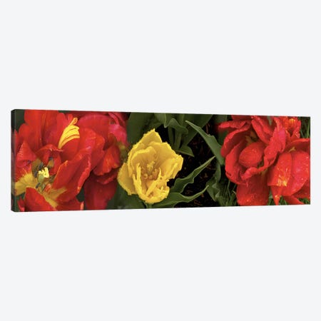 Close-up of red and yellow tulips Canvas Print #PIM10548} by Panoramic Images Canvas Print