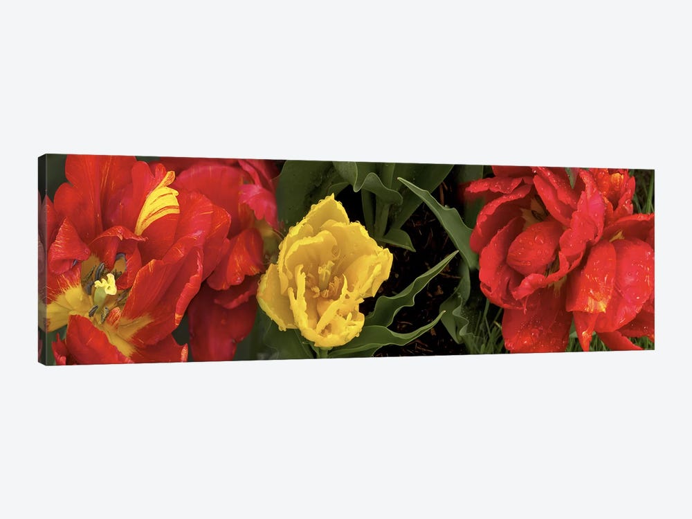 Close-up of red and yellow tulips by Panoramic Images 1-piece Canvas Art