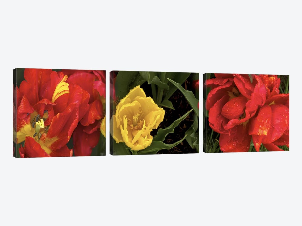 Close-up of red and yellow tulips by Panoramic Images 3-piece Canvas Wall Art