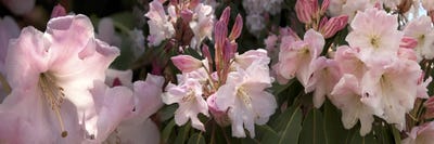 Multiple images of pink Rhododendron flowers by Panoramic Images canvas print