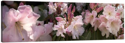 Multiple images of pink Rhododendron flowers Canvas Art Print - Nature Close-Up Art