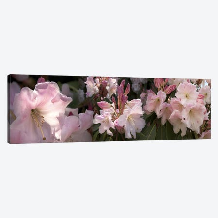 Multiple images of pink Rhododendron flowers Canvas Print #PIM10549} by Panoramic Images Art Print