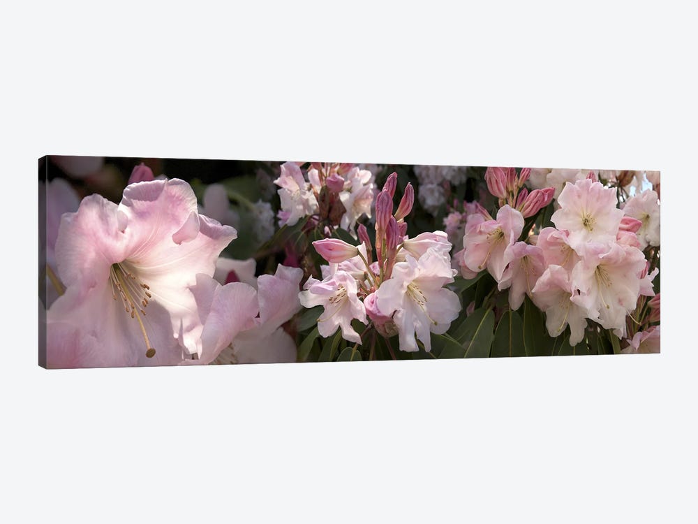 Multiple images of pink Rhododendron flowers by Panoramic Images 1-piece Canvas Art Print