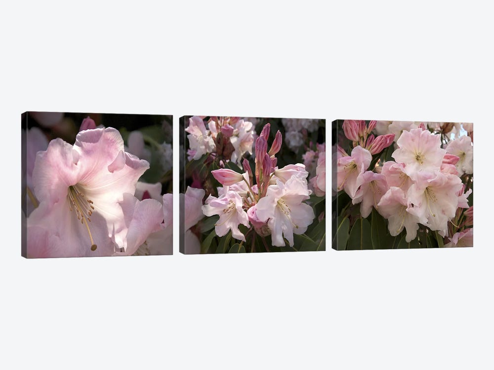 Multiple images of pink Rhododendron flowers by Panoramic Images 3-piece Canvas Print
