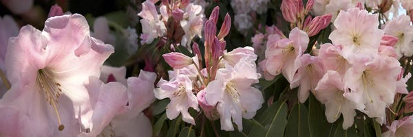 Multiple images of pink Rhododendron flowers