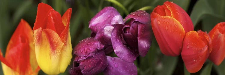 Multiple images of tulip flowers