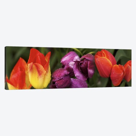 Multiple images of tulip flowers Canvas Print #PIM10550} by Panoramic Images Canvas Artwork