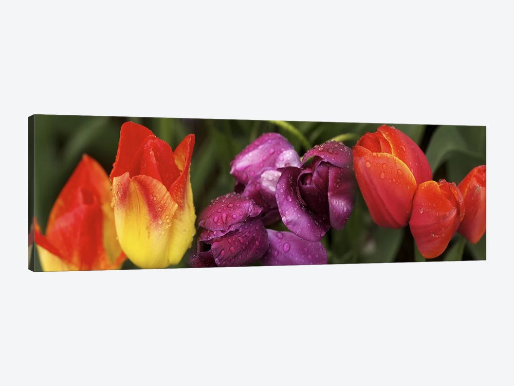 Multiple images of tulip flowers by Panoramic Images 1-piece Canvas Print