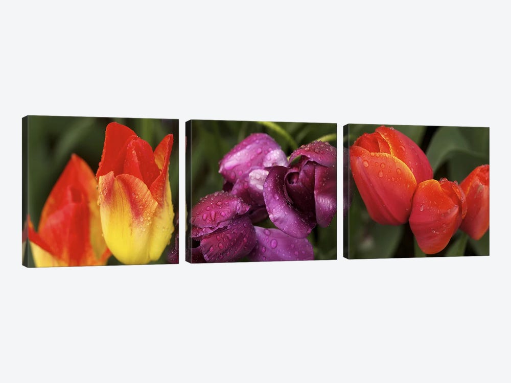 Multiple images of tulip flowers by Panoramic Images 3-piece Canvas Print