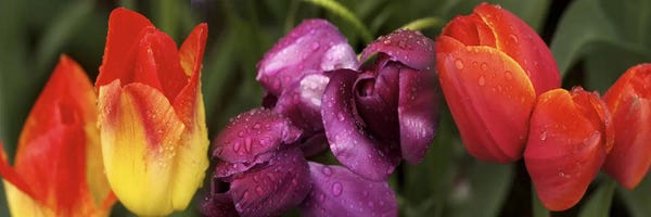 Tulips: Multiple images of tulip flowers by Panoramic Images