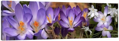 Details of early spring & crocus flowers Canvas Art Print - Pantone Ultra Violet 2018