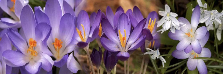 Details of early spring & crocus flowers