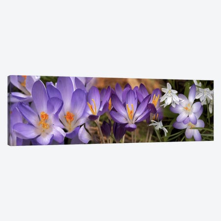 Details of early spring & crocus flowers Canvas Print #PIM10551} by Panoramic Images Canvas Art