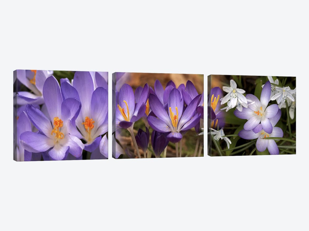 Details of early spring & crocus flowers by Panoramic Images 3-piece Canvas Art