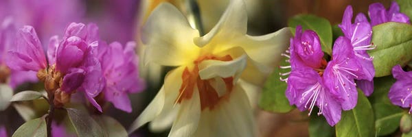 Details of flowers