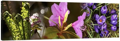 Details of early spring flowers Canvas Art Print - Nature Close-Up Art