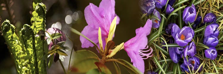 Details of early spring flowers