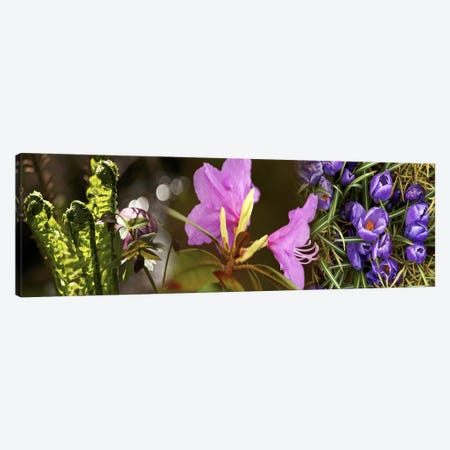 Details of early spring flowers Canvas Print #PIM10553} by Panoramic Images Canvas Wall Art