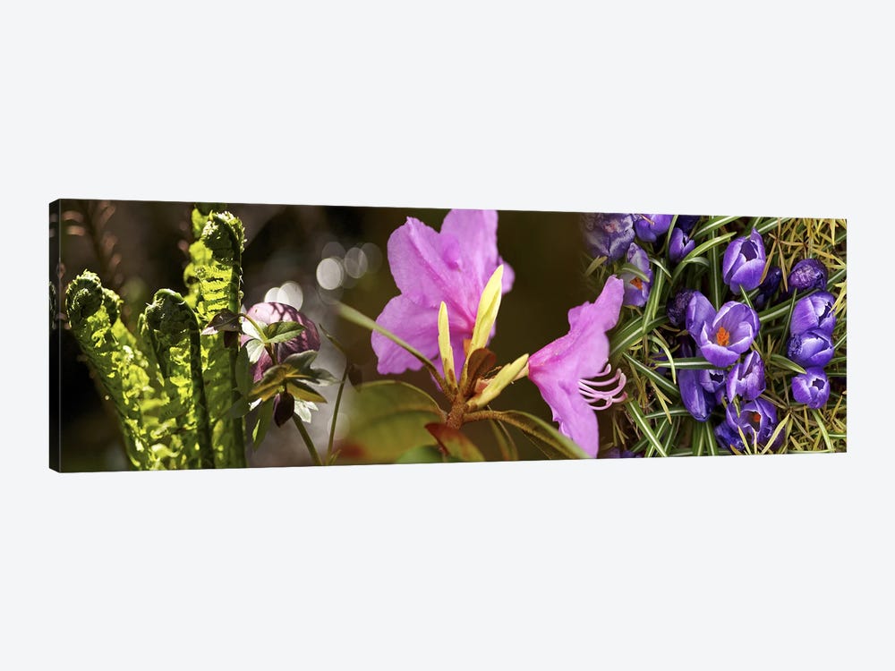 Details of early spring flowers by Panoramic Images 1-piece Canvas Art