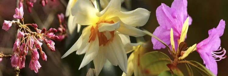 Details of flowers by Panoramic Images wall art