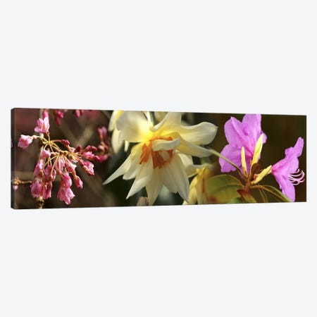 Details of flowers Canvas Print #PIM10554} by Panoramic Images Canvas Print