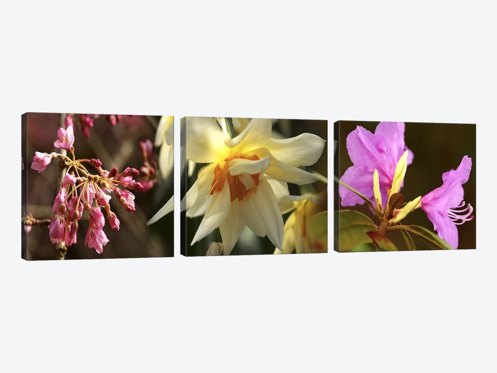Details of flowers by Panoramic Images 3-piece Canvas Print