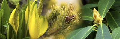 Close-up of buds of pine tree by Panoramic Images acrylic art print