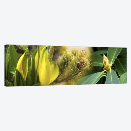 Close-up of buds of pine tree Canvas Print #PIM10555} by Panoramic Images Canvas Print