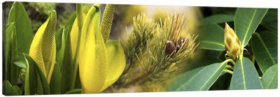 Close-up of buds of pine tree Canvas Art Print - Green Leaves 