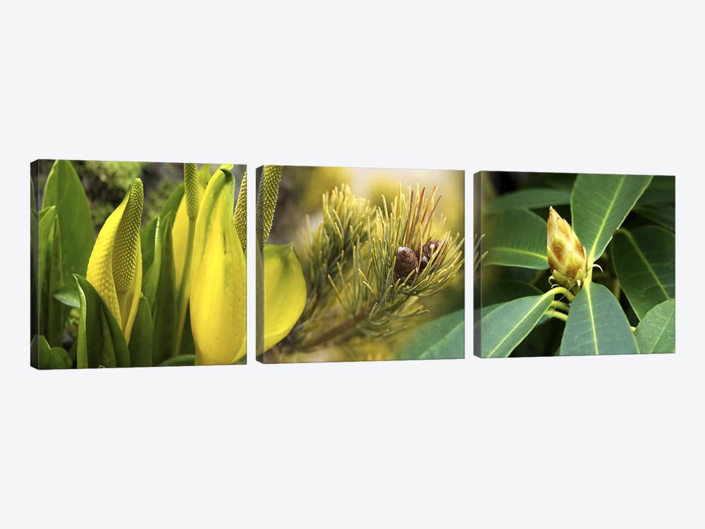Close-up of buds of pine tree by Panoramic Images 3-piece Canvas Art