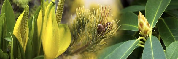 Green Leaves: Close-up of buds of pine tree by Panoramic Images