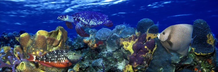 Stoplight parrotfish (Sparisoma viride) with a Hawksbill Turtle (Eretmochelys Imbricata) underwater