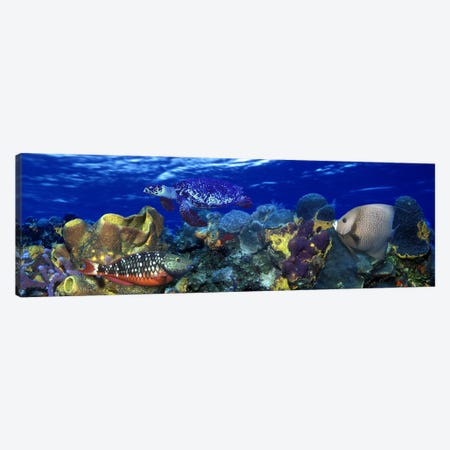 Stoplight parrotfish (Sparisoma viride) with a Hawksbill Turtle (Eretmochelys Imbricata) underwater Canvas Print #PIM10560} by Panoramic Images Art Print