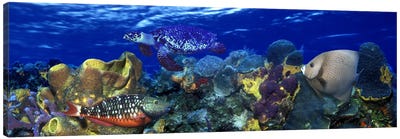 Stoplight parrotfish (Sparisoma viride) with a Hawksbill Turtle (Eretmochelys Imbricata) underwater Canvas Art Print - Coral Art