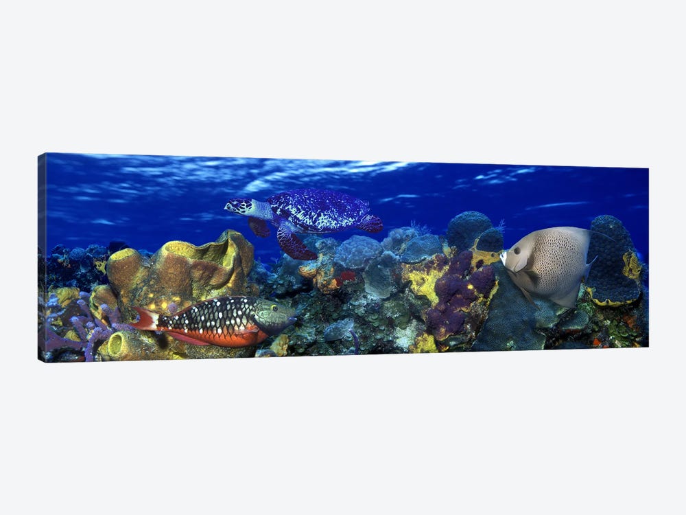 Stoplight parrotfish (Sparisoma viride) with a Hawksbill Turtle (Eretmochelys Imbricata) underwater by Panoramic Images 1-piece Canvas Art