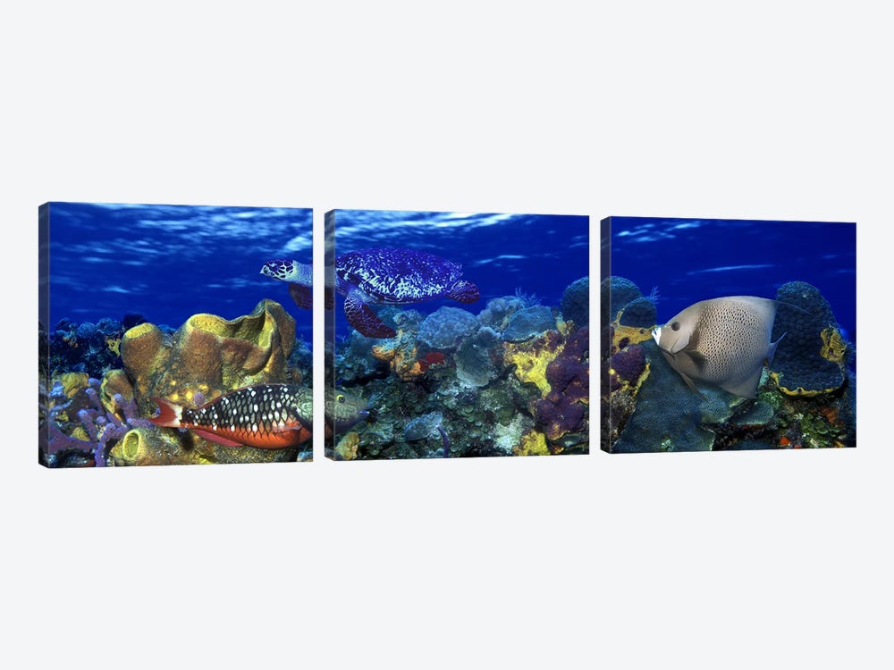 Stoplight parrotfish (Sparisoma viride) with a Hawksbill Turtle (Eretmochelys Imbricata) underwater by Panoramic Images 3-piece Canvas Art