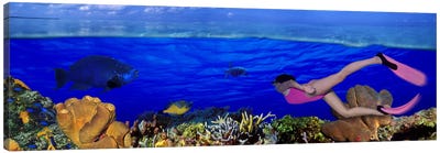 Underwater View Of A Diver Along A Reef Marine Ecosystem Canvas Art Print - Sea Life Art