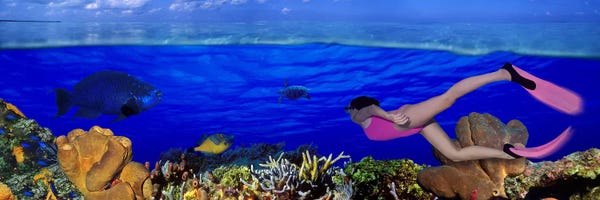 Coral: Underwater View Of A Diver Along A Reef Marine Ecosystem by Panoramic Images
