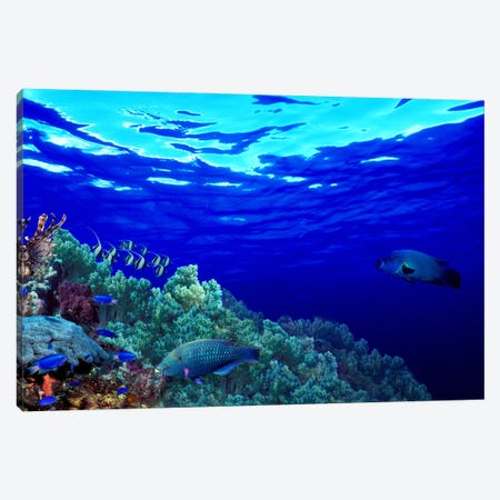Underwater view of Longfin bannerfish (Heniochus acuminatus) with Red Firefish (Nemateleotris magnifica) and soft corals Canvas Print #PIM10564} by Panoramic Images Canvas Wall Art
