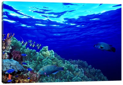 Underwater view of Longfin bannerfish (Heniochus acuminatus) with Red Firefish (Nemateleotris magnifica) and soft corals Canvas Art Print - Underwater Art