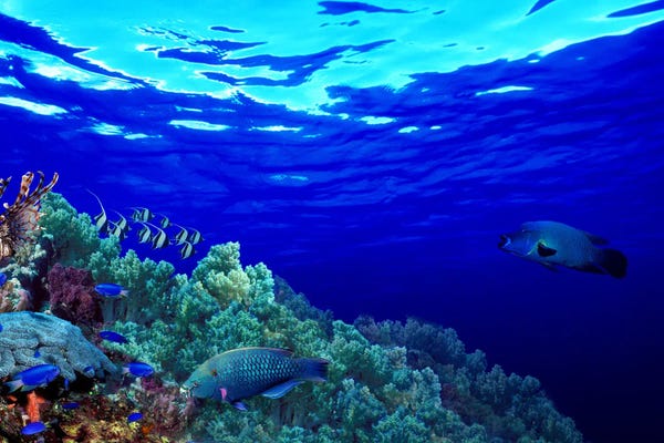 Blue: Underwater view of Longfin bannerfish (Heniochus acuminatus) with Red Firefish (Nemateleotris magnifica) and soft corals by Panoramic Images
