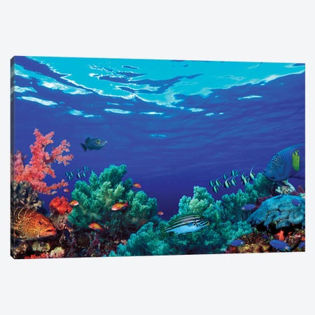 School of fish swimming near a reef, Indo-Pacific Ocean Ar - Art Print