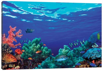 Underwater Coral Reef Community Canvas Art Print - Pantone Living Coral 2019