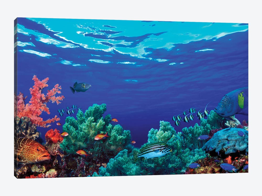 Underwater Coral Reef Community by Panoramic Images 1-piece Canvas Art Print