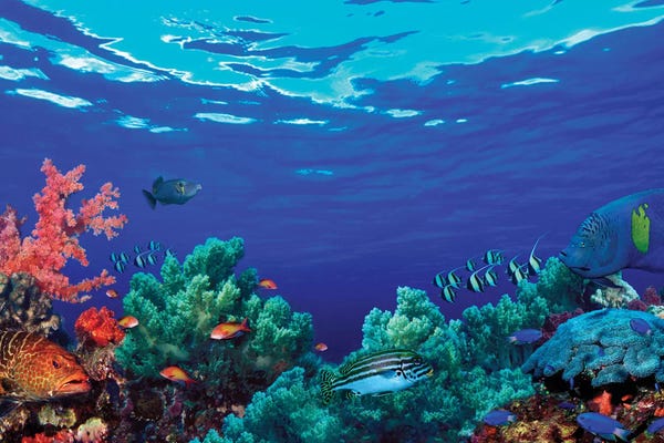 Fish: Underwater Coral Reef Community by Panoramic Images