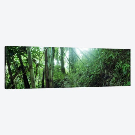 Bamboo forest, Chiang Mai, Thailand Canvas Print #PIM10615} by Panoramic Images Canvas Artwork